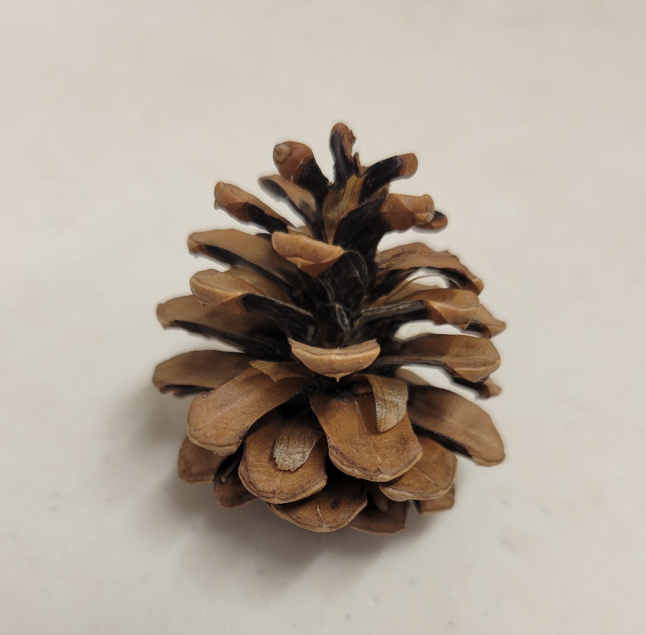 松ぼっくりの想い 松ぼっくり/松かさ Sサイズ:約3〜5cm 50個 1セット 自然色（純